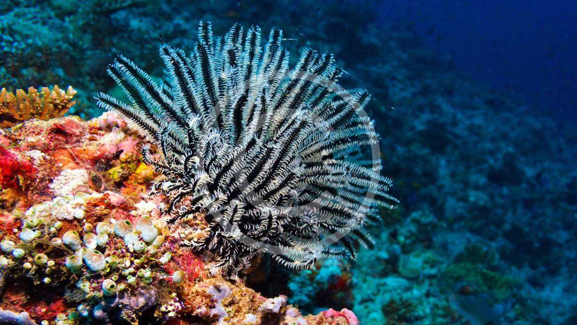 Amazing Caribbean Underwater Photoshoot